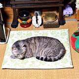 「父の命日、愛猫が「ずっと仏間にいる」　亡くなって一年…仏前で静かに丸まる姿に「大好きだったのね」「猫さんにはわかるのかも」」の画像1