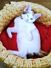 里親希望が殺到、“天使の羽”をもつ三毛猫　気難しくて、シャーシャー威嚇……まるで“女王さま”！？