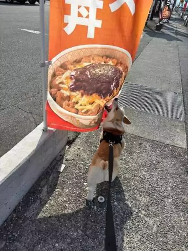 「完全に食べてる」犬さん、すき家の牛丼が好きなの！？ 「毎回やります」「もう買ってあげるしか…」