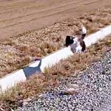 「「待てー！」犬が無我夢中で追いかけていた“謎の相手”とは…　愛らしい追走劇にSNS悶絶「純真でかわいい」「健気やなぁ」」の画像1