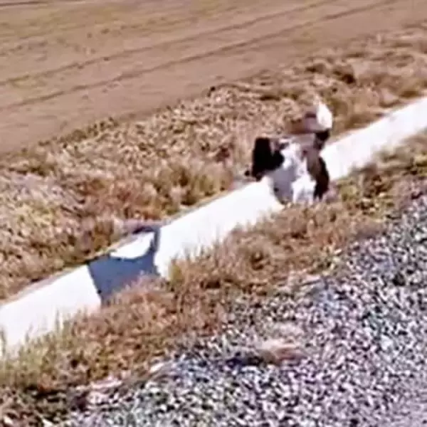 「待てー！」犬が無我夢中で追いかけていた“謎の相手”とは…　愛らしい追走劇にSNS悶絶「純真でかわいい」「健気やなぁ」