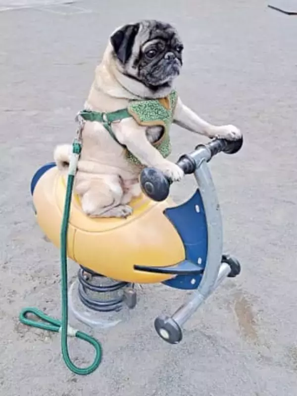 犬、新マシンを乗りこなす堂々たる姿が話題　「姿勢が素晴らしい」「真顔が最高」「キリッ」「バッチリ」