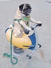 犬、新マシンを乗りこなす堂々たる姿が話題　「姿勢が素晴らしい」「真顔が最高」「キリッ」「バッチリ」