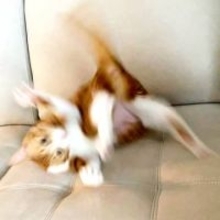 「また静電気と戦ってる」猫が横転した決定的瞬間に5.5万いいね　「この躍動感」「爆裂してる」「ブレイクダンス？」