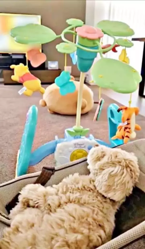 メリーを目で追い、うとうと…バウンサーを乗りこなす犬が“本物の赤ちゃん”すぎると話題　「犬も赤ちゃん返り」「気持ちわかる！」