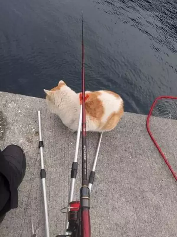 釣り場で後から来てゼロ距離で入られた！←マナー違反者の正体と釣り人の神対応に「みかじめ料を寄こせニャ」
