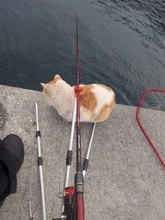 釣り場で後から来てゼロ距離で入られた！←マナー違反者の正体と釣り人の神対応に「みかじめ料を寄こせニャ」