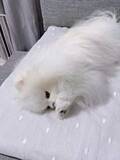 「肉球に異常？おててを無心でペロペロするポメラニアン　獣医の診断結果は…　犬の飼い主さんから「うちもやる！」共感の声続々」の画像1