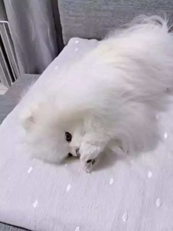肉球に異常？おててを無心でペロペロするポメラニアン　獣医の診断結果は…　犬の飼い主さんから「うちもやる！」共感の声続々