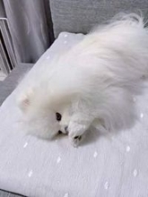 肉球に異常？おててを無心でペロペロするポメラニアン　獣医の診断結果は…　犬の飼い主さんから「うちもやる！」共感の声続々