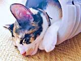 「どうなってるの？？？「独特の涼の取り方」をする子猫が話題…「幸せそう」「ピンクの肉球100点！」」の画像1
