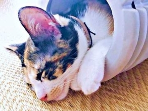 どうなってるの？？？「独特の涼の取り方」をする子猫が話題…「幸せそう」「ピンクの肉球100点！」
