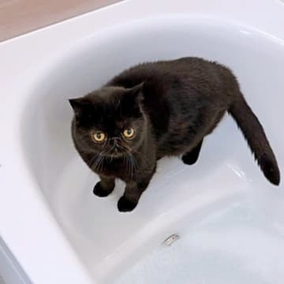 「ちっちゃくなっちゃった」…シャンプー後に激変した猫さん　想像以上のビフォーアフターに6.2万いいね「情けなさすぎて好き」