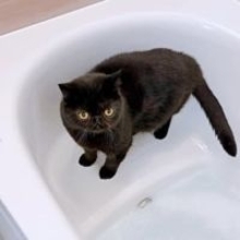 「ちっちゃくなっちゃった」…シャンプー後に激変した猫さん　想像以上のビフォーアフターに6.2万いいね「情けなさすぎて好き」