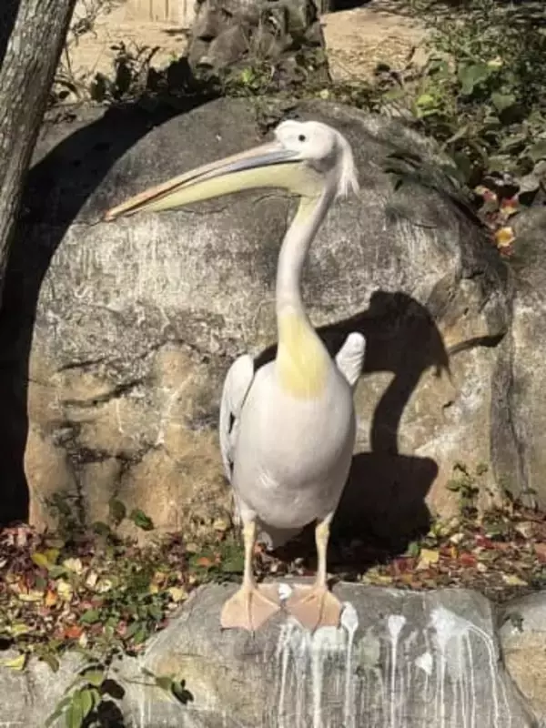 「まさか！？」「20年越しの大発見」金沢動物園の人気者「ワカメ」に衝撃事実→「そんな事あるんですね…」ネット驚き
