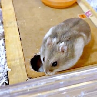 おやつで頬がパンパンのハムスター、つっかえてお家に帰れない！→衝撃の結末に1万人が悶絶「バク転上手」「すってんころりんかわいい」