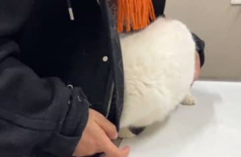 「注射が怖くてコートの中に隠れる猫」→それでも注射を続けるのは？「頑張れ猫ちゃん」