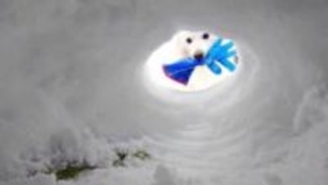 かまくら修理中の飼い主に手袋を持ってきた犬さん→「助かる！」と思ったら…　まさかの展開に「犬あるある」「オチが最高」「逃げていく尻」