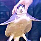 「「もっと触って！」撫でると喜び、やめると怒るカメ　父にだけ見せる甘えた反応に「めっちゃ懐いててかわいい」と反響」の画像1