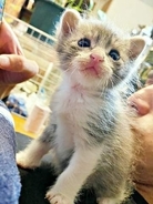 死んでしまった母猫のそばで鳴く子猫…「動物を飼う、飼わない」で夫婦げんか中に保護　ぽてぽて歩く姿に「家族になろう」→立派に成長