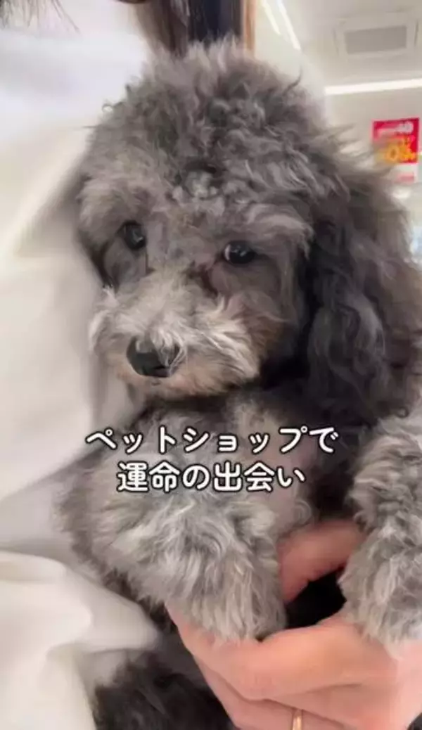 お迎えしたかったトイプードル、「契約済」の表示にがっかりして帰宅　みんなが笑顔のサプライズが待っていた