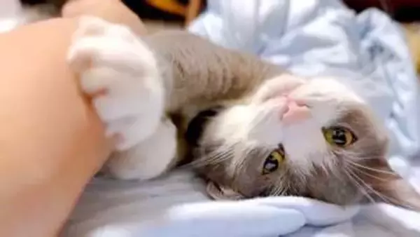 猫がカメラ目線で飼い主をふみふみする癒しの光景に9.4万いいね　「うらやましすぎる！」「至福の時ですね」「施術料は何チュール？」