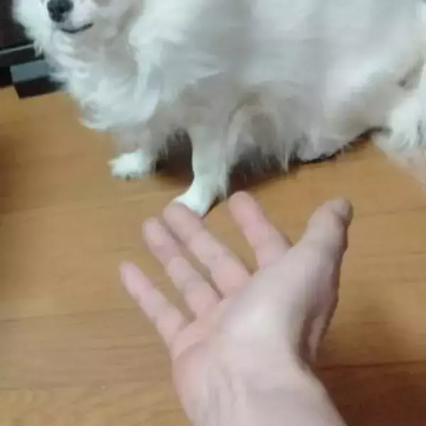 呼んでも来ない犬さん「おやつ、持ってないじゃん！」「タダじゃ動かねぇぜ」目で訴えるお顔に爆笑