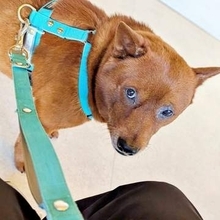 散歩と思いきや…行き先は動物病院だった！ 診察前後でガラッと変わった表情に「同一犬にはとても見えませんね」「病院頑張ってえらい」