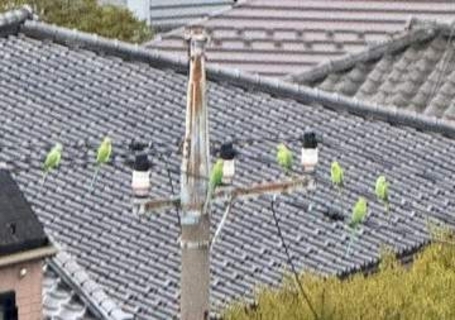 「近所に緑色のインコが大量発生…東京では普通なの？」専門家に聞いてみた「餌は与えないで」