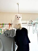 通院を拒否した元保護猫、逃走の果てに…　物干し竿にまたがる姿にSNS驚愕「SASUKEやってる」「すごいバランス力」→このまま30分