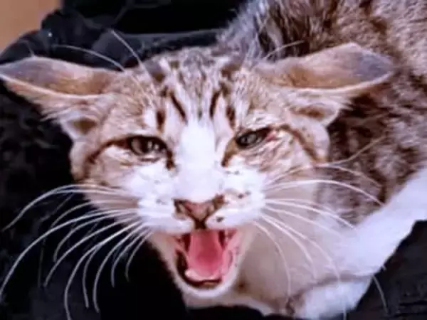 真冬に死を覚悟した子猫…猫アレルギーだけど放置できず　救出直後に「猫エイズ」発覚　絶望の淵から3年、かけがえのない家族に