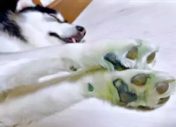 ドッグランで遊びすぎた結果…“毒ハスキー”誕生！？　二度見必至の緑色のお手てに「白ネギに見えた」「草餅色」1.7万いいね