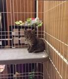 「保護したのはパパなのに報われず…公民館で出会った体重300gのキジトラ、10年経っても揺るがぬ“ママ派”な日常」の画像1