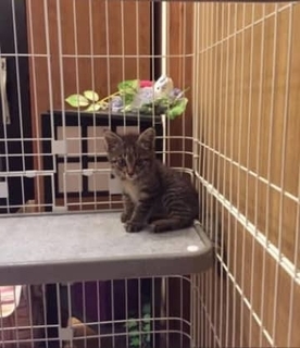 保護したのはパパなのに報われず…公民館で出会った体重300gのキジトラ、10年経っても揺るがぬ“ママ派”な日常