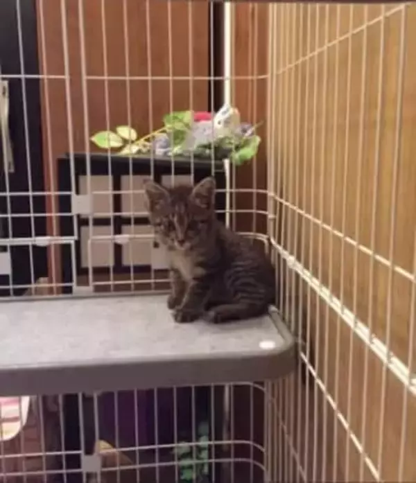 保護したのはパパなのに報われず…公民館で出会った体重300gのキジトラ、10年経っても揺るがぬ“ママ派”な日常