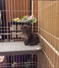 保護したのはパパなのに報われず…公民館で出会った体重300gのキジトラ、10年経っても揺るがぬ“ママ派”な日常