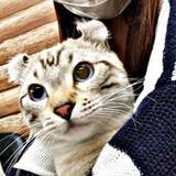 「同居人との別れ…「猫は置いていけ」と言われたけれど　譲渡費用を支払ってともに歩むことを選択　優しく世話好きになった愛猫と歩んだ8年」の画像1