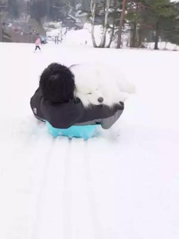 雪山で大はしゃぎの犬さん→「気づいたら抱っこで爆睡、ソリ輸送」姿が「尊い」