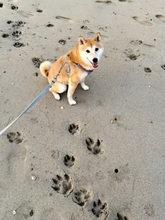 なんだこれは！？犬の散歩中、砂浜に巨大な足跡発見　衝撃的なサイズに反響殺到12万いいね「クマ！？」「ボス級では？」