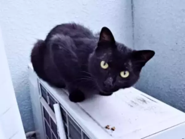 ガリガリだった黒猫が保護後の暮らしで“別猫級”に大変身！ 心を開いてからは「撫でて」アピールが止まらない甘えん坊に