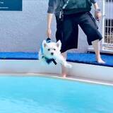 「泳ぐ前から全力で犬かき！「空中でイメトレ」する1歳犬、着水後の見事な泳ぎが「完璧すぎる」」の画像1