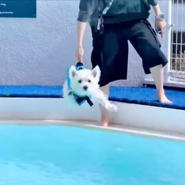 泳ぐ前から全力で犬かき！「空中でイメトレ」する1歳犬、着水後の見事な泳ぎが「完璧すぎる」