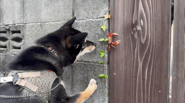 柴犬がお散歩中、出会ったカニにあいさつ？　ビビりながらの攻防に「さるかに合戦」の声  「興味津々で可愛い」