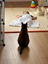 「猫は赤子を見守る」のは本当だった…眠る赤ちゃんを見つめる猫さんの後ろ姿に5.9万いいね　「素敵な光景」「愛情が伝わってくる」