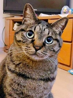 「←上機嫌　不機嫌→」元保護猫の表情が別猫レベルに激変　階段ですれ違った瞬間「シャー！」の威嚇顔に「どっちもかわいい」と反響