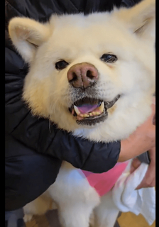 「こんなに大きくても怖いのね」病院でガクガク震える秋田犬と、余裕すぎる“付き添い犬”　飼い主が明かす「元保護犬」との愛おしい日々