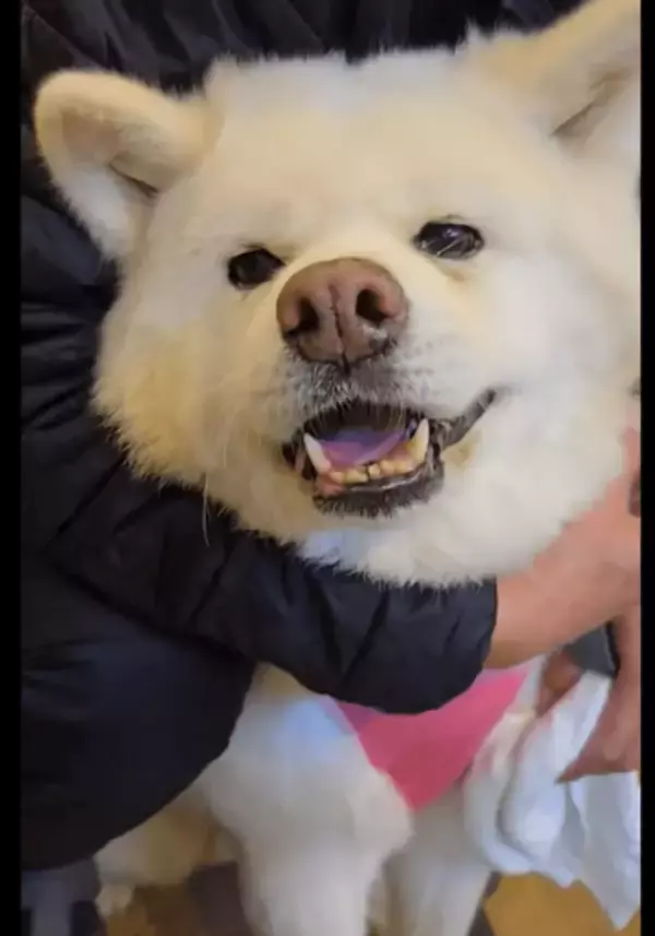 「こんなに大きくても怖いのね」病院でガクガク震える秋田犬と、余裕すぎる“付き添い犬”　飼い主が明かす「元保護犬」との愛おしい日々