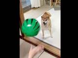 「柴犬にスイカボールを投げると…鼻で打ち返してきた！ 予想外の見事なラリーにSNS沸く「かしこいっ」「天才プレイヤー」「上手すぎる」」の画像1