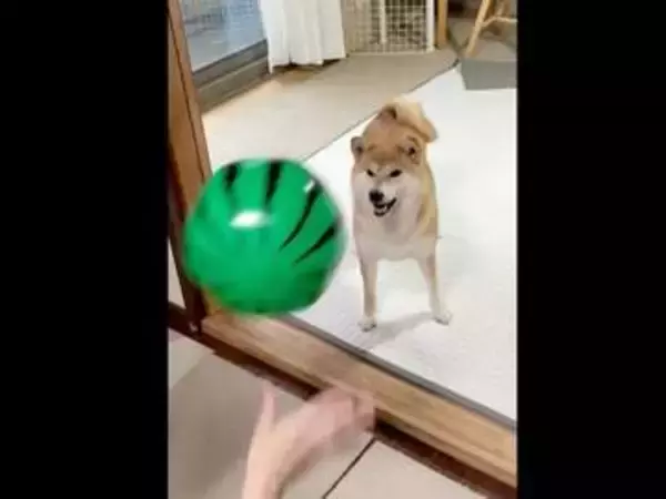 柴犬にスイカボールを投げると…鼻で打ち返してきた！ 予想外の見事なラリーにSNS沸く「かしこいっ」「天才プレイヤー」「上手すぎる」