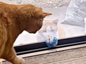 保護できなかった猫と、先に救われた子猫…　窓越しに始まった友情が“奇跡”を起こした